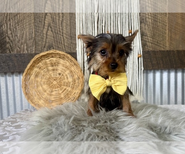 Medium Photo #2 Yorkshire Terrier Puppy For Sale in NAPPANEE, IN, USA