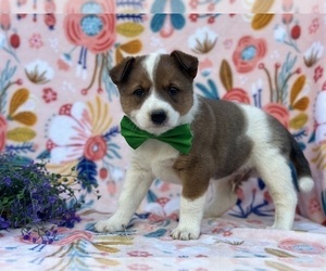 Australian Cattle Dog Puppy for sale in LANCASTER, PA, USA