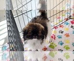Small #9 Japanese Chin