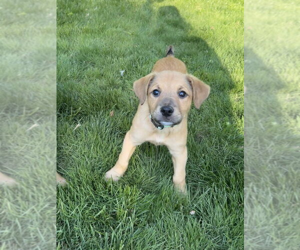 Medium Photo #4 Mutt Puppy For Sale in Brewster, NY, USA