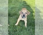 Small #3 Mutt