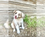 Otto - Male Australian Shepherd Puppy for Sale - Photo #2