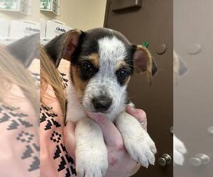 Border Collie-Unknown Mix Dogs for adoption in Lodi, CA, USA