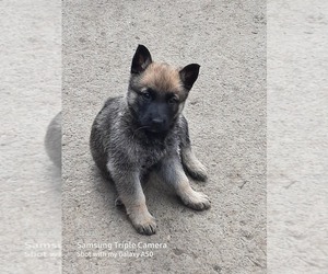 Malinois Puppy for sale in ORCHARDS, WA, USA