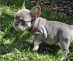 Small Photo #4 French Bulldog Puppy For Sale in FORT MYERS, FL, USA