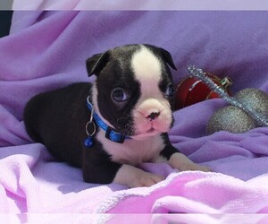Boston Terrier Puppy for sale in BROOKSVILLE, FL, USA