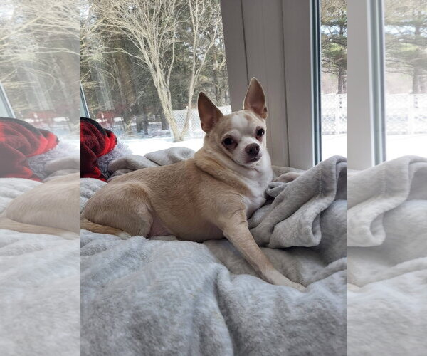 Medium Photo #2 Chihuahua-Unknown Mix Puppy For Sale in New London, WI, USA