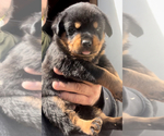 Small Photo #3 Rottweiler Puppy For Sale in WALLINGFORD, CT, USA