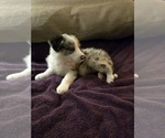 Puppy Puppy 5 Border Collie