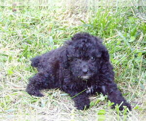 Poodle (Toy) Puppy for sale in CROSSVILLE, TN, USA