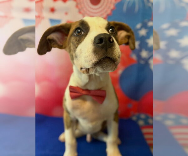 Medium Photo #1 American Pit Bull Terrier-Unknown Mix Puppy For Sale in Hillsboro, MO, USA