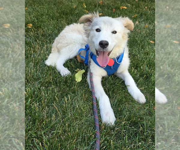 Medium Photo #10 Collie-Unknown Mix Puppy For Sale in Brooklyn, NY, USA