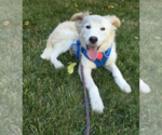Small #9 Collie Mix