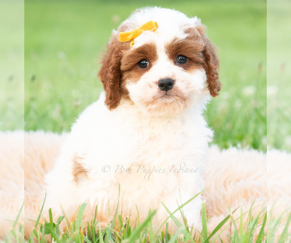 Medium Photo #2 Cavapoo (Miniature) Puppy For Sale in WARSAW, IN, USA