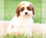 Small #1 Cavapoo (Miniature)