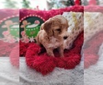 Small Photo #3 Goldendoodle-Miniature Bernedoodle Mix Puppy For Sale in LAKE CITY, FL, USA