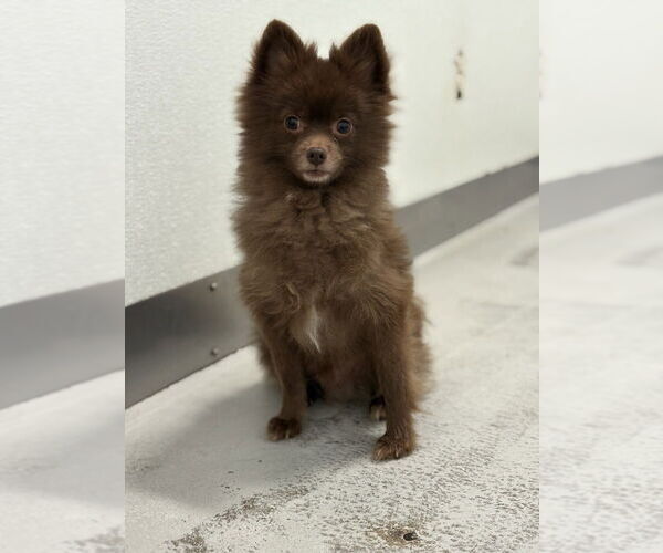 Medium Photo #5 Pomeranian Puppy For Sale in Studio City, CA, USA
