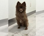 Small #4 Pomeranian