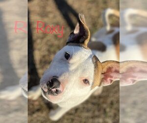 American Staffordshire Terrier-Unknown Mix Dogs for adoption in Conway, AR, USA