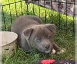 Small #2 Chihuahua Mix