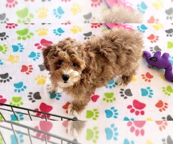 Medium Photo #8 Cock-A-Poo-Poodle (Miniature) Mix Puppy For Sale in ORO VALLEY, AZ, USA