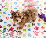 Small #7 Cock-A-Poo-Poodle (Miniature) Mix