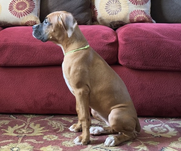 Medium Photo #18 Boxer Puppy For Sale in FONTANA, CA, USA