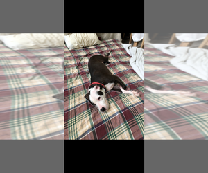 Violet - Female Boxer-Unknown Mix Dog for Adoption - Photo #3