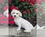 Small #5 Lhasa-Coton