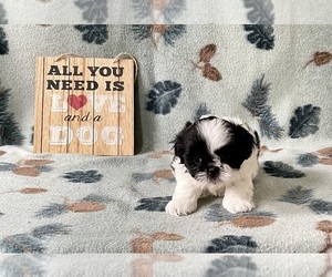 Shih Tzu Puppy for sale in MOUNT PLEASANT, MI, USA