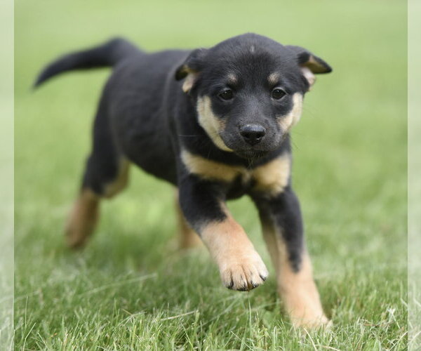 Medium Photo #3 Borador Puppy For Sale in Mechanicsburg, PA, USA