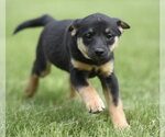 Small #2 Borador
