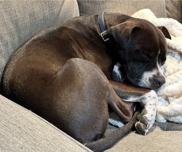 Medium Photo #13 Bullboxer Pit Puppy For Sale in Oakhurst, NJ, USA