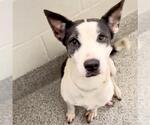 Small #1 Catahoula Leopard Dog Mix