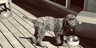 Medium Photo #3 Wirehaired Pointing Griffon Puppy For Sale in WASHOUGAL, WA, USA