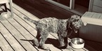 Small Photo #3 Wirehaired Pointing Griffon Puppy For Sale in WASHOUGAL, WA, USA