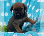 Small #1 Labrador Retriever Mix