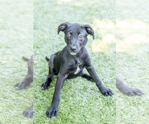 Medium Photo #3 Labrador Retriever-Unknown Mix Puppy For Sale in Hilton Head, SC, USA