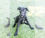 Small #2 Labrador Retriever Mix