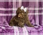 Small #12 Poodle (Miniature)