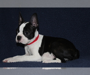 Boston Terrier Puppy for Sale in BROOKSVILLE, Florida USA