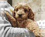 Small Photo #1 Labradoodle-Poodle (Miniature) Mix Puppy For Sale in LEBANON, PA, USA