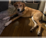 Small #5 Doberman Pinscher-Great Pyrenees Mix