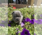 Image preview for Ad Listing. Nickname: Gracie