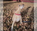 Small #4 Rat Terrier Mix