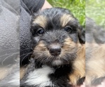 Small Photo #1 Bernedoodle Puppy For Sale in HARROGATE, TN, USA