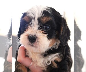 Cavapoo Puppy for sale in CARLISLE, KY, USA