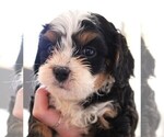 Image preview for Ad Listing. Nickname: Cavapoos