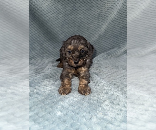 Medium Photo #1 Cavapoo mix (+ Poodle Miniature) Puppy For Sale in MUNFORDVILLE, KY, USA