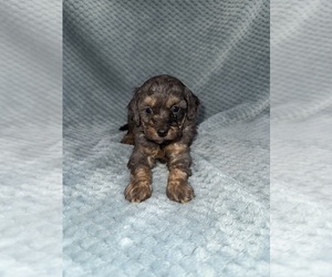 Medium Cavapoo mix (+ Poodle Miniature)